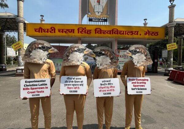 Flock of PETA India ‘Sparrows’ Protest Lecture by LSU Experimenter Who Torments and Kills Birds