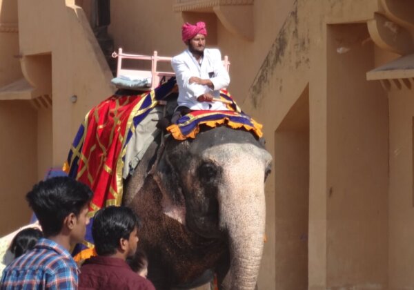 VICTORY: Abused Amer Fort Elephant Malti Sent to a Sanctuary for Rehabilitation, Following Vigorous PETA India Campaign