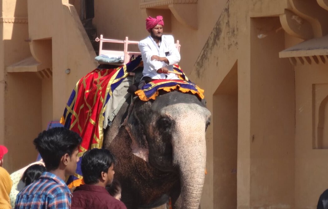 जीत: PETA इंडिया के जोरदार अभियान के बाद, आमेर किले में प्रताड़ित हथिनी मालती को एक अभयारण्य में पुनर्वासित किया गया