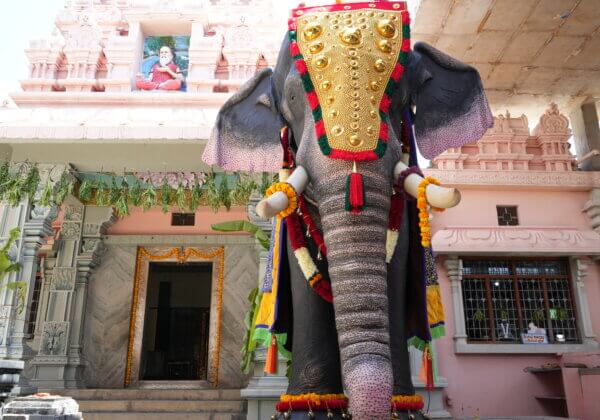 अभिनेत्री एंद्रिता रे और अभिनेता दिगंत मनचले ने PETA इंडिया के साथ मिलकर मैसूर के सुत्तूर मठ को एक विशालकाए यांत्रिक हाथी दान में दिया