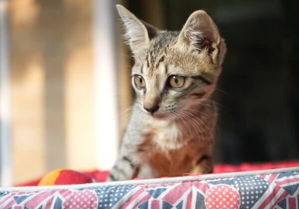 Kitten Rescued by Actor Pooja Bhatt Is Looking for a Permanent Home!