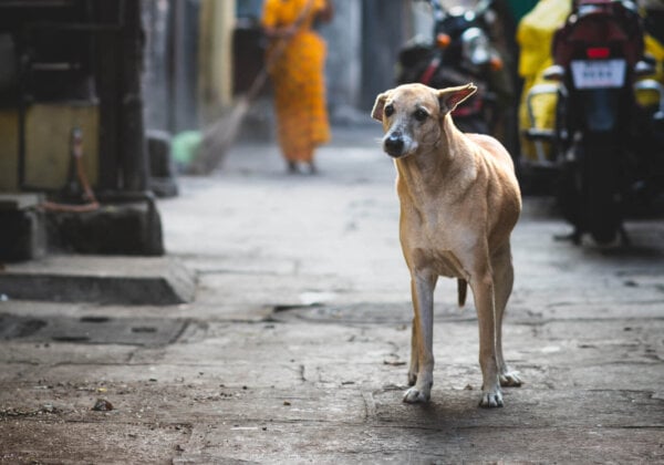 चेन्नई पुलिस ने मादा कुत्ते को पीट-पीटकर मौत के घाट उतारने के खिलाफ़ FIR दर्ज़ करी