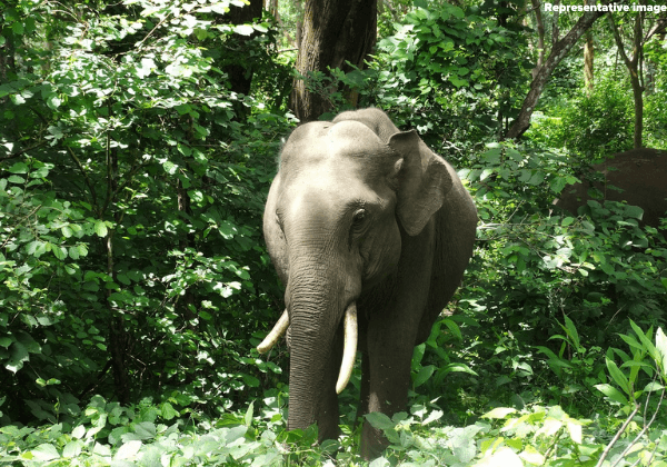 नादिया के मायापुर में इस्कॉन में हाथी द्वारा महावत की हत्या ने PETA इंडिया को अनुष्ठानों और समारोहों में यांत्रिक हाथियों के उपयोग के लिए आह्वान करने के लिए प्रेरित किया।