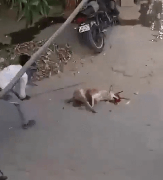 Two Men Arrested for Beating Dog to Death in Mathura, Following PETA India Intervention
