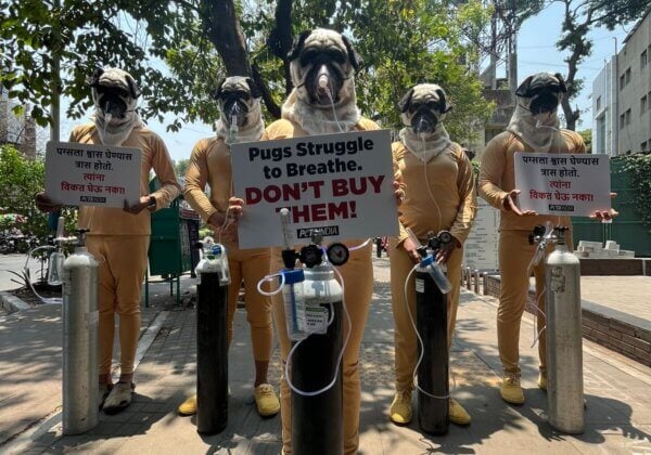 ‘Pugs’ Wearing Breathing Apparatus Warn Pune Residents That Flat-Faced Breeds Suffer for Life