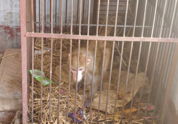 औरंगाबाद: PETA इंडिया की शिकायत के बाद, गंदे और अंधेरे पिंजरे में कैद कर रखे गए बंदर को रेस्क्यू किया गया