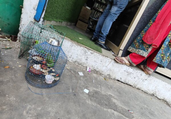 PETA इंडिया के हस्तक्षेप के बाद, उत्तर प्रदेश वन विभाग ने तोतों को अवैध रूप से बंधी बनाने के लिए एक अपराधी के खिलाफ़ मामला दर्ज़ किया