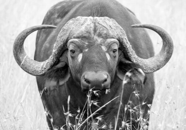 Victory! Following PETA India Appeal, Unauthorised Buffalo Fight Stopped in Morigaon