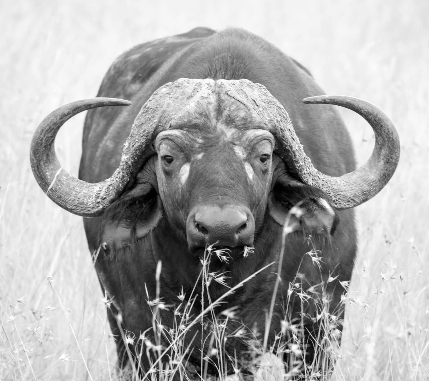Victory! Following PETA India Appeal, Unauthorised Buffalo Fight Stopped in Morigaon