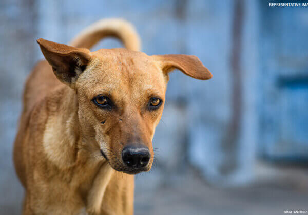 दिल्ली पुलिस ने कुत्ते को अपाहिज बनाने के खिलाफ़ मामला दर्ज़ किया; PETA इंडिया ने गिरफ्तारी के लिए सूचना देने वाले को 50,000 रुपये तक का इनाम देने की घोषणा की