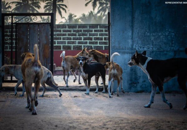 Illegal Dog Hostel Shut Down Following PETA India Complaint, per Jodhpur District SPCA Orders