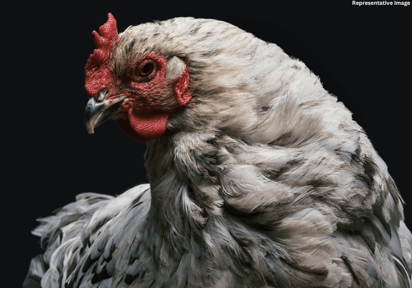 Mysuru: FIR Registered for Sacrificing a Chicken in a Temple Following PETA India Complaint