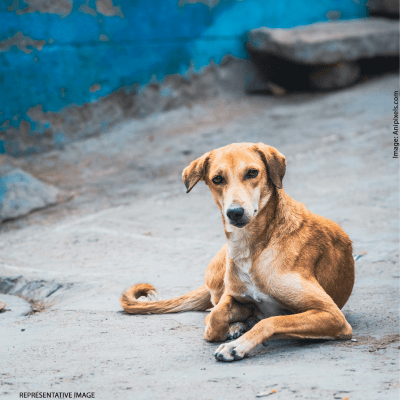 Kurukshetra: Eight Booked for Beating Dog to Death Following PETA India Complaint