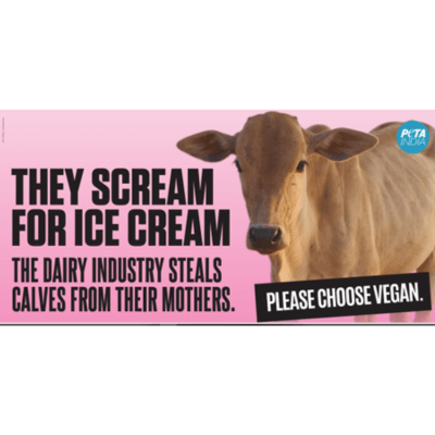 PETA इंडिया ने अपने नए बिलबोर्ड के माध्यम से आइसक्रीम के लिए नवजात बछड़ों को उनकी मां से अलग करने की क्रूरता को उजागर किया