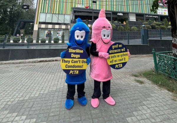 PETA India’s ‘Giant Condoms’ Promote Animal Birth Control During ‘Be Kind to Animals Week’