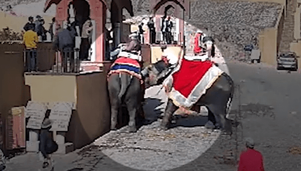 आमेर के किले में हाथी के हमले की नई घटना सामने आने के बाद, PETA इंडिया ने एक बार फिर पशुओं के स्थान पर मोटर चालित गाड़ियों को लाने का आह्वान किया