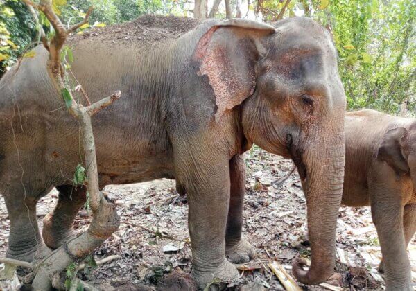 Illegally Kept, Severely Neglected Ailing Elephant and Her Calf in Tripura Sent for Intensive Treatment and Care After PETA India’s Intervention