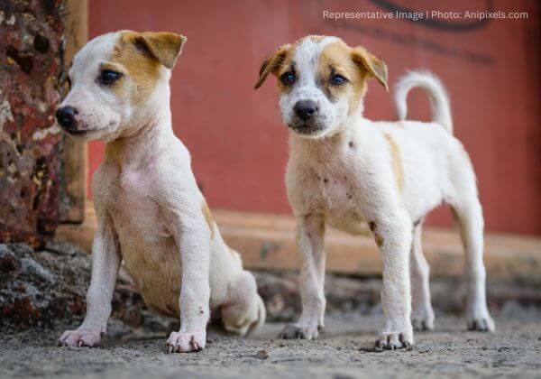 Sirsa Man Booked for Running Over and Killing Three Puppies, Following PETA India Complaint