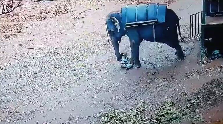 After Mahout Is Killed, PETA India Demands Rehabilitation of Elephant ...