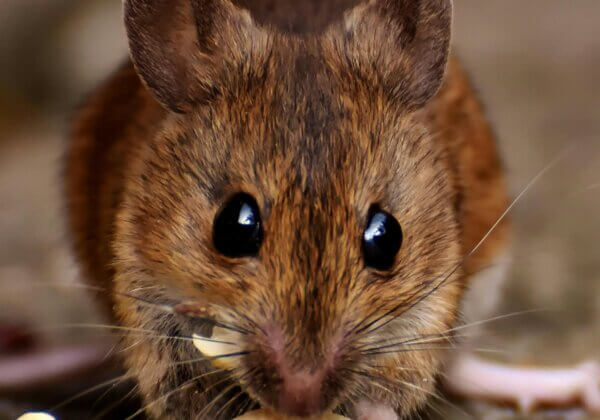 Differences in Human and Rat Anatomy Should Stop Inhalation Testing on Animals in Its Tracts