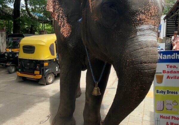PETA इंडिया ने तेलंगाना में मुहर्रम और बोनालू पर आयोजित होने वाले कार्यक्रमों के लिए यांत्रिक हाथियों को प्रदान करने का प्रस्ताव दिया; केंद्र सरकार द्वारा कर्नाटक से अस्वस्थ्य हाथियों के स्थानांतरण पर अस्थायी रूप से रोक लगाई गयी
