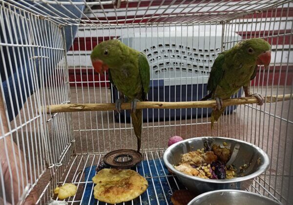 एक दयालु नागरिक से सूचना मिलने के बाद, PETA इंडिया की कार्यवाही स्वरूप नई दिल्ली रेलवे स्टेशन से दो तोतों को जब्त किया गया