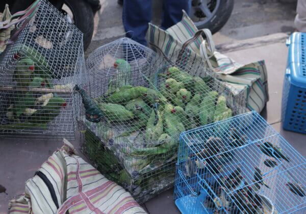 PETA इंडिया की शिकायत के परिणामस्वरूप और श्रीमती मेनका गांधी के समर्थन से दिल्ली में छापेमारी करके 1,000 से अधिक तोतों एवं अन्य पक्षियों का रेसक्यू किया गया