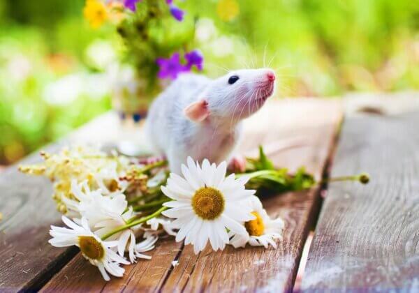 A Big Win for Compassion: India Ends Mandatory Animal Testing in Drug Development