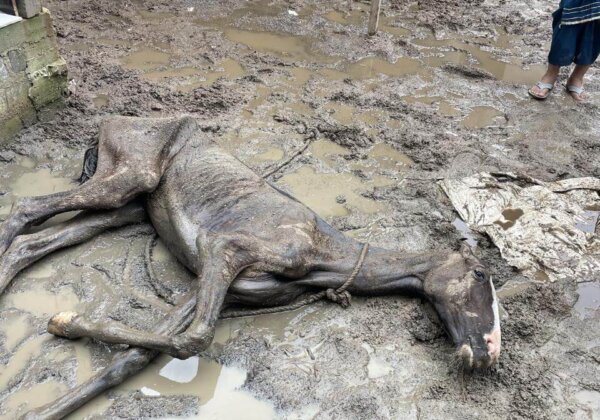 PETA इंडिया की शिकायत के बाद, रायपुर के एक निवासी पर दो घोड़ों को भूखा रखकर मौत के घाट उतारने के खिलाफ़ मामला दर्ज़