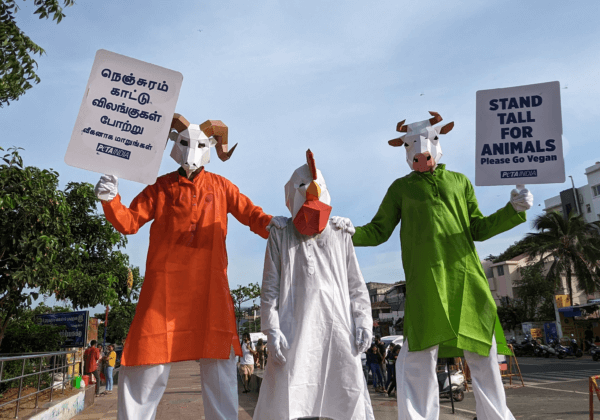 3.5 मीटर लंबी ‘पशुओं’ की पोशाक पहनकर PETA इंडिया के समर्थकों ने जनता से पशुओं के हित में सही निर्णय लेकर वीगन जीवनशैली अपनाने का आग्रह किया