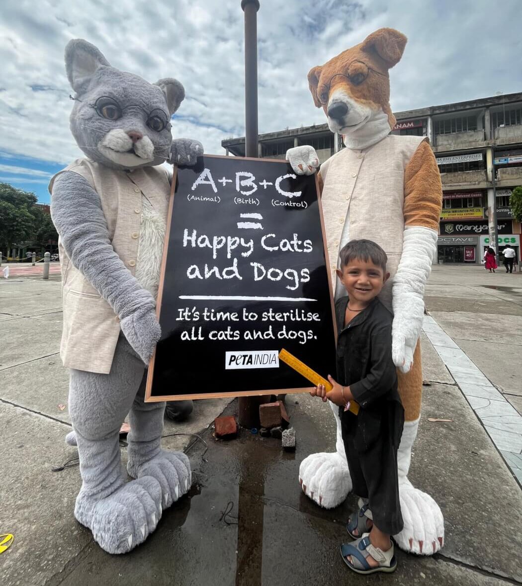 giant-cat-and-dog-mark-teacher-s-day-with-lesson-on-abcs-animal