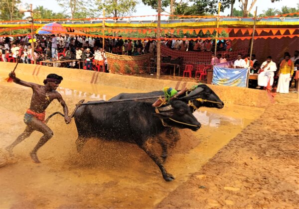 कर्नाटक उच्च न्यायालय द्वारा जब तक PETA इंडिया की आपत्तियों पर विचार नहीं किया जाता, तब तक पिलिकुला चिड़ियाघर के पास कोई कंबाला कार्यक्रम आयोजित नहीं किया जाएगा