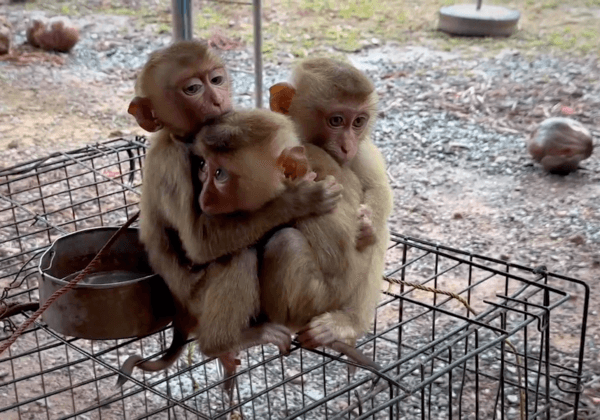 New PETA India Exposé Reveals Thailand’s Heartbreaking Baby Monkey ‘Schools’