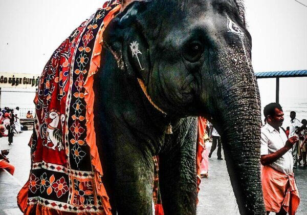तिरुचेंदूर के सुब्रमण्यम स्वामी मंदिर में हुए हाथी हमले से दो लोगों की हत्या के बाद PETA इंडिया ने हाथी देवनाई की जगह यांत्रिक हाथी उपहार में देने की पेशकश की