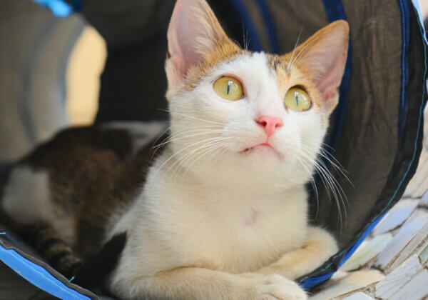 Kitten Rescued by Actor Muzammil Ibrahim’s Mother Is Looking for a Forever Home