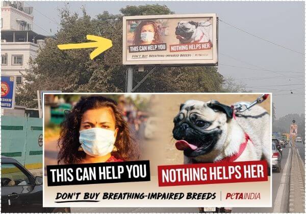 दिल्ली में प्रदूषण के बढ़ते स्तर के बीच PETA इंडिया ने अपने नए बिलबोर्ड अभियान के माध्यम से लोगों को सांस समस्याओं के साथ ब्रीड किए गए कुत्तों को न खरीदने का अनुरोध किया
