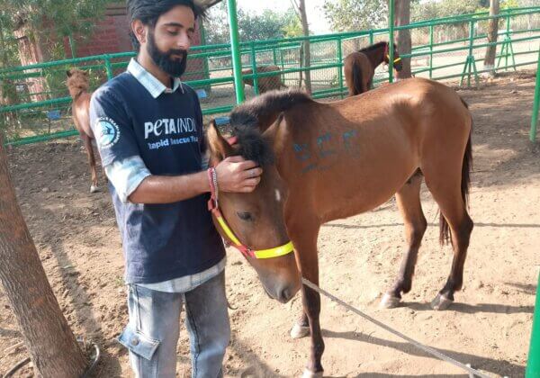 PETA इंडिया के हस्तक्षेप के बाद, मुंबई में अवैध दौड़ के कार्यक्रम के बाद बारह घोड़ों को अंतरिम अभिरक्षा के लिए अभयारण्य भेजा गया