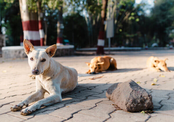 PETA इंडिया के हस्तक्षेप के बाद तीन कुत्तों को जहर देने के आरोप में दो लोगों पर मामला दर्ज किया गया