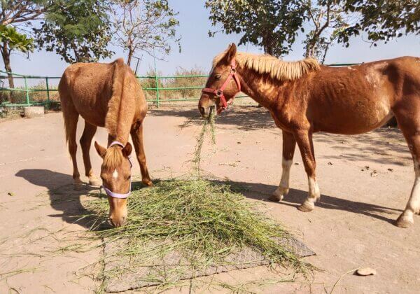 PETA इंडिया को वेस्टर्न एक्सप्रेस हाईवे पर अवैध दौड़ के लिए मजबूर किए गए चार घोड़ों की अंतरिम हिरासत सौंपी गयी