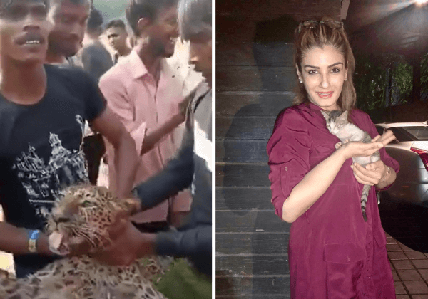 रवीना टंडन ने महाराजगंज में भयानक तरीके से मौत के घाट उतारे गते तेंदुए की हत्या के खिलाफ कार्रवाई का आग्रह किया