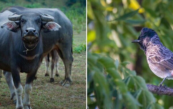बड़ी जीत: गौहाटी उच्च न्यायालय ने PETA इंडिया की याचिकाओं के जवाब में भैंस और बुलबुल की लड़ाई पर प्रतिबंध लगा दिया