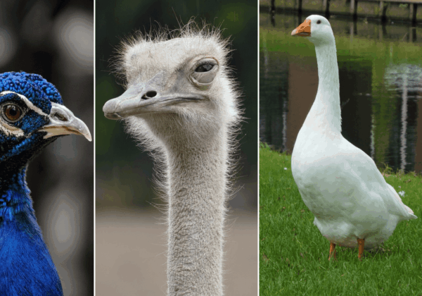 Stand With Stella McCartney: Sign PETA’s Feather-Free Pledge!