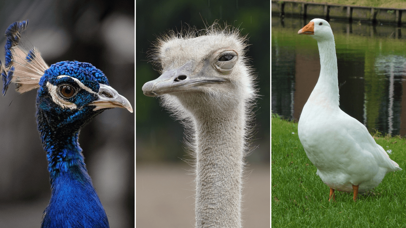 Stand With Stella McCartney: Sign PETA’s Feather-Free Pledge!