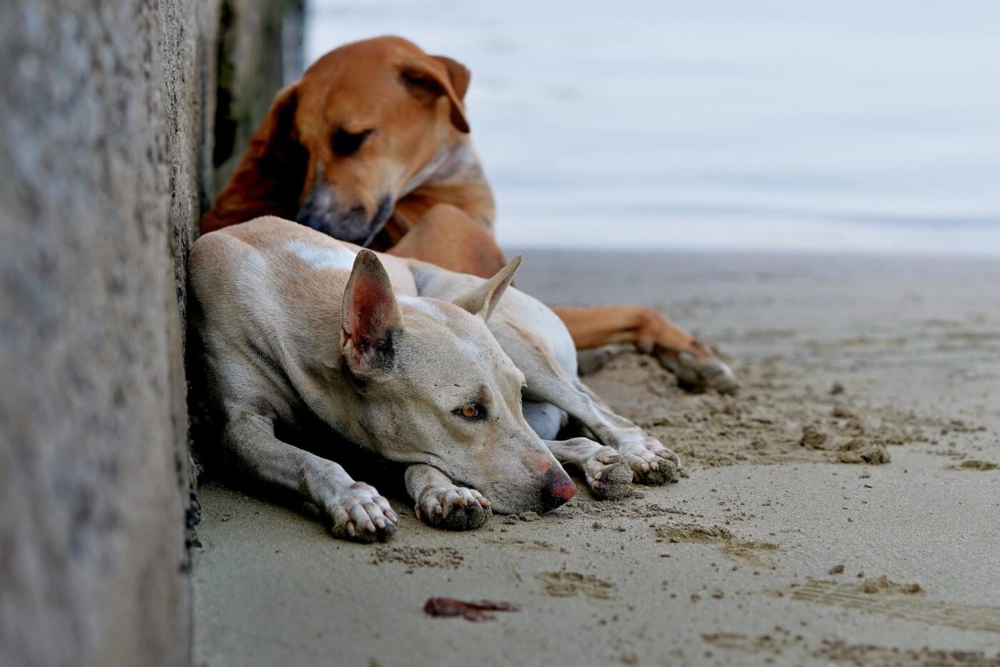 Help Stop the Slaughter of Homeless Dogs and Cats in Morocco