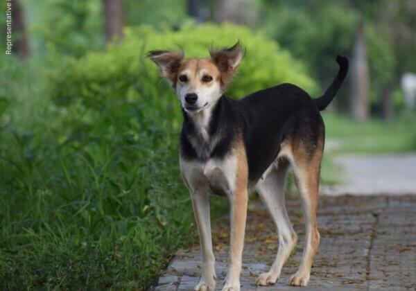 नॉर्थ 24 परगना: PETA इंडिया की शिकायत के आधार पर साथी पशुओं को घायल करने और संदिग्ध रूप से ज़हर देने के आरोप में दो व्यक्तियों पर कार्रवाई