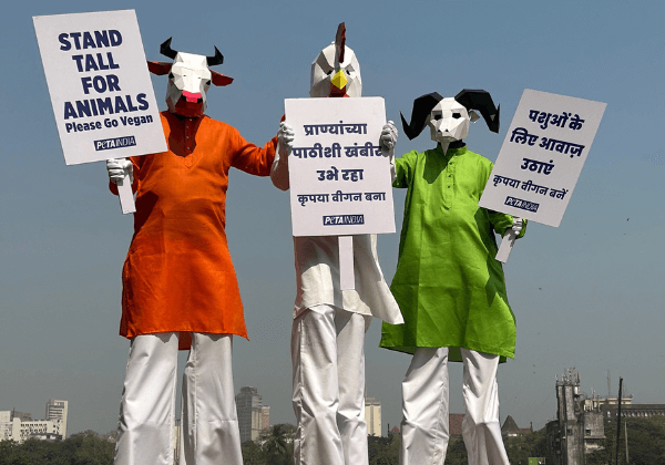 PETA इंडिया के समर्थक 3.5 मीटर लंबी ‘पशुओं’ की पोशाक पहनकर जनता से भारतीय गणतंत्र का सम्मान करने और वीगन जीवनशैली अपनाने का आग्रह करेंगे