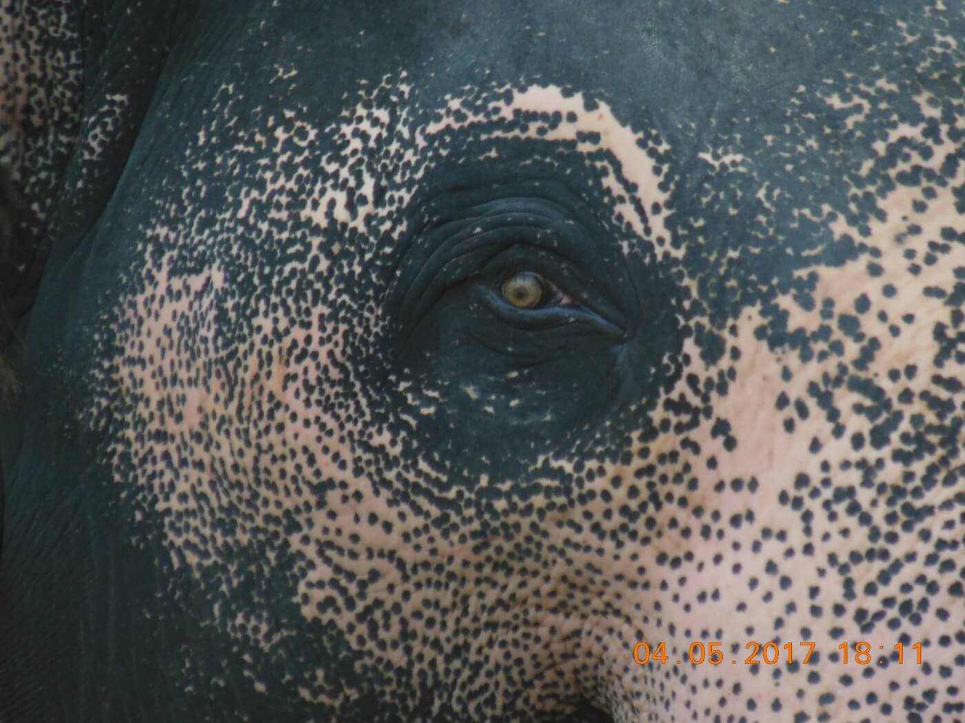 As Kerala’s Captive Elephants Revolt, PETA India Offers Mechanical Elephants to State Temples and Mosques