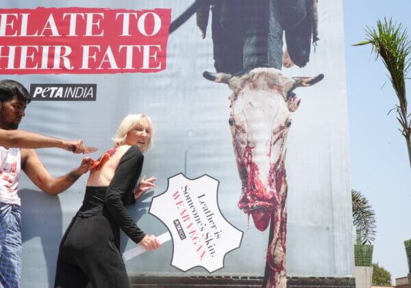 PETA India Founder ‘Skinned Alive’ in Mumbai in Protest Against Cow and Buffalo Butchery for Shoes, Bags
