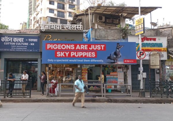 Pigeons are ‘Sky Puppies’: PETA India Defends Delightful Birds Following Release of BNHS and JSW Foundation Documentary
