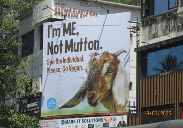 ‘मल्हार सर्टिफिकेशन’ विवाद के बीच PETA इंडिया के बिलबोर्ड पर बकरी का संदेश – ‘मैं एक जीव हूँ, माँस नहीं”!’